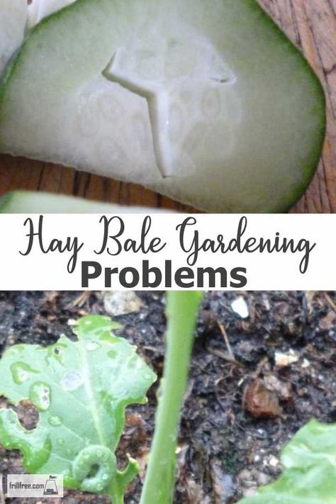 Hay Bale Gardening Raised Beds, Straw Bale Gardening Layout, Hay Bale Garden, Hay Garden, Haybale Gardening, Hay Bale Gardening, Strawbale Gardening, Straw Bale Gardening, Straw Bales