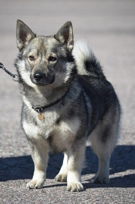 Swedish Vallhund Vallhund Dog, Swedish Vallhund, Rare Dogs, Rare Dog Breeds, Dog List, Animal Species, Blue Heeler, Dogs Puppy, Medium Dogs