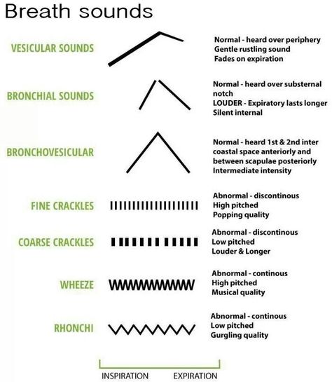 Simplified breath sounds chart for Nurses Lung Sounds, Breath Sounds, Nursing Information, Nursing Assessment, Nursing Mnemonics, Respiratory Care, Nursing School Survival, Nurse Rock, Respiratory Therapy