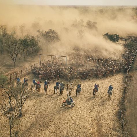 And the day is done. Yarding up steers at Meda Station, Western Kimberly’s WA...… Mexican Standoff, Cattle Station, Ringers Western, Rural Photography, Australian Country, Australian Farm, Country Vibe, Farming Life, Cowboy Life