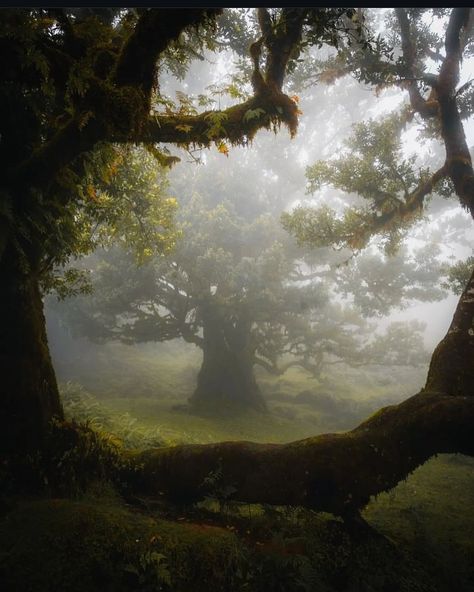 All posts • Instagram Dark Fairytale Aesthetic, Ethereal Landscape, Ancient Trees, Nature Projects, Ethereal Aesthetic, Scenery Photography, Misty Morning, Mystical Forest, Magic Forest