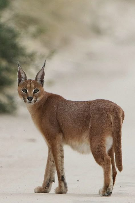 ♔ Caracal Caracal Cat, Small Wild Cats, Cat Species, List Of Animals, Gorgeous Cats, Cool Animals, Cat Ideas, Animal Reference, Pretty Animals