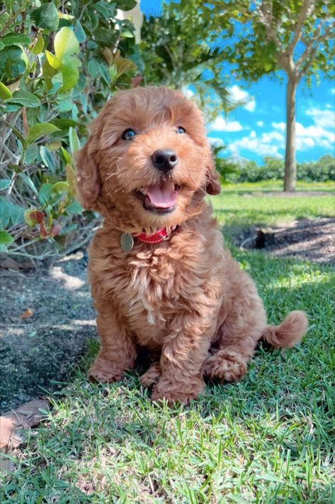 Mini Dotson Puppies, Miniture Golden Doodles, Brown Golden Doodle Puppy, Golden Retriever Mini, Mini Goodlendoodle Puppy, Mini Golden Retriever Puppy, Cute Mini Goldendoodle Puppy, Mini Golden Doodle Haircut Teddy Bears, Preppy Golden Doodle