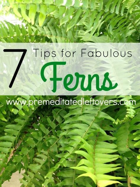 Tips for Growing Fabulous Ferns in your Garden- Ferns can be a tad finicky. Once you know these key gardening tips and tricks you can grow the most gorgeous ferns on the block! Garden Ferns, Ferns Garden, Shade Gardens, Fern Plant, Wildflower Garden, Shade Plants, Container Garden, Indoor Gardening, Garden Tips