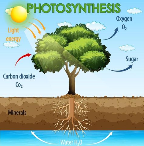 Diagram showing process of photosynthesis in plant Diagram Of Photosynthesis, Photosynthesis Aesthetic, Photosynthesis Poster, Photosynthesis Diagram, Plant Diagram, Process Of Photosynthesis, Newspaper Design Layout, Environmental Posters, Ag Education