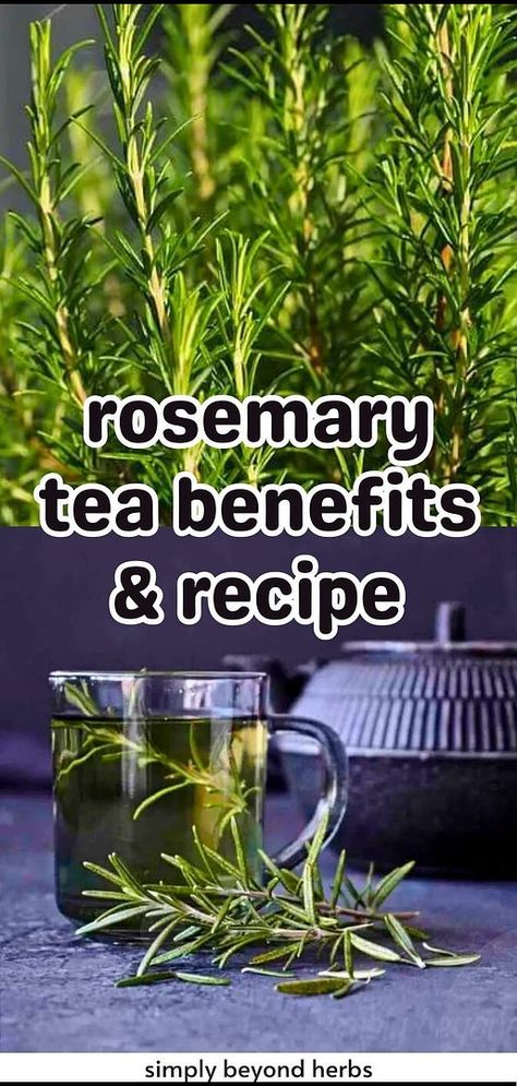 Rosemary Tea Recipe, Medicinal Tea Recipes, Herbal Tea Remedies, Tea Blends Recipes, Tea Remedies, Rosemary Tea, Herbal Medicine Recipes, Herbal Remedies Recipes, Medicinal Herbs Garden