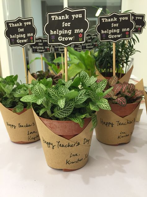 Small Plants Gift Ideas, Plant Gift Hamper Ideas, Teachers Day Hamper Ideas, Teacher Gifts Plants, Potted Plant Gift Ideas, Teacher Hamper Ideas, Plant Gift For Teacher, Plant Present Ideas, Plant Teacher Gift