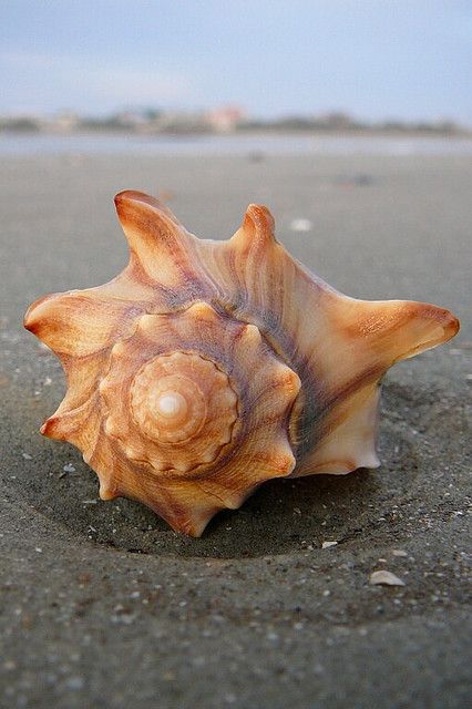 Ꮥ ҽ α ʂ Ꭵ ɖ ҽ Beautiful Shells, She Sells Seashells, Sea Shore, Sealife, Ocean Life, A Sea, Sea Shell, The Sand, Sea Creatures