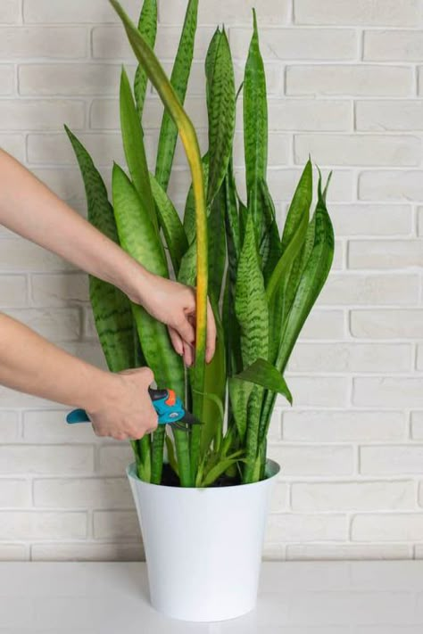 How to Make a Snake Plant Fuller and Bushier with More Leaves | Balcony Garden Web Snake Plant Problems, Snake Plant Indoor, Snake Plant Propagation, Snake Plant Care, Mother In Law Tongue, نباتات منزلية, Household Plants, Snake Plants, Plant Indoor