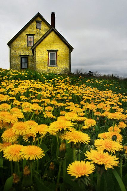 Summer Nature Photography, Yellow Aesthetic Pastel, Nature Photography Flowers, Beautiful Landscape Photography, Yellow House, Yellow Houses, Landscape Designs, Ideas Photography, Yellow Wallpaper