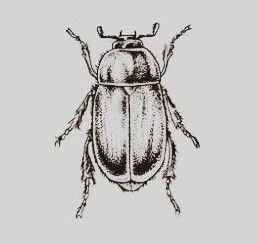 Bug Tattoo Men, Beetle Drawing Tattoo, Bug Drawing Aesthetic, Beatle Bug Tattoo Design, June Bug Drawing, Christmas Beetle Tattoo, Beetle Stick And Poke, Simple Beetle Tattoo, June Beetle Tattoo