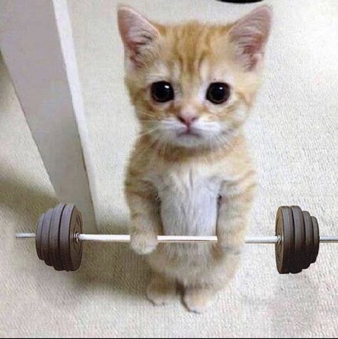 Working Out Reaction Pic, Gym Cat Pfp, Cat Working Out At Gym, Funny Gym Pics, Cat Working Out, Silly Images Cat, Cat Lifting Weights, Muscular Cat, Gym Meme