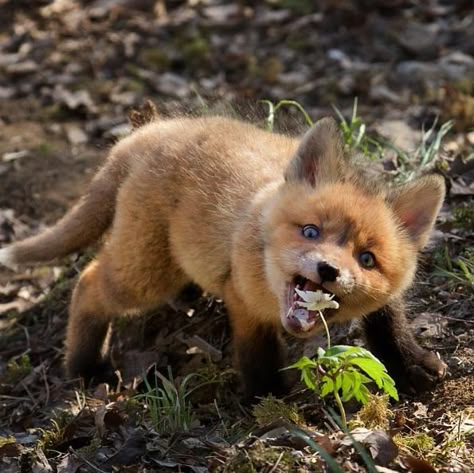 É tão fofinha. ❤ Domestic Fox, Cute Foxes, Fox Pictures, What Does The Fox Say, Pet Fox, Fox Art, Baby Fox, Cute Fox, Red Fox