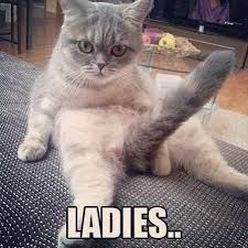 cat #animal #sexual #tail #boner #hilarious #hashtags #la… | Flickr Meme Chat, Kiss Funny, Scary Cat, Silly Cats Pictures, Cat Tail, Funny Cat Pictures, Fat Cats, Funny Cute Cats, Funny Cat Videos