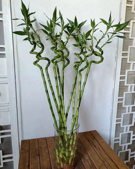 9 Best Fertilizers for Lucky Bamboo Plants | Balcony Garden Web Lucky Bamboo Decor, Modern Diy Art, Bamboo Plant Indoor, Bamboo Plant Decor, Bamboo House Plant, Lucky Bamboo Care, Indoor Bamboo Plant, Bamboo Plant Care, Indoor Bamboo