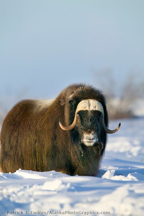 Bull Musk Ox on Alaska's snowy Arctic Coastal Plain. Ox Pictures, Ox Photos, Musk Ox Photography, Bull Moose Photography, Boar Tusk, Alaskan Wildlife, Antarctic Animals, Alaska Photos, North American Animals