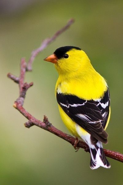 Bird Provocation, American Goldfinch, Bird Identification, Song Birds, Bird Watercolor Paintings, Finches, Rare Birds, Goldfinch, Backyard Birds