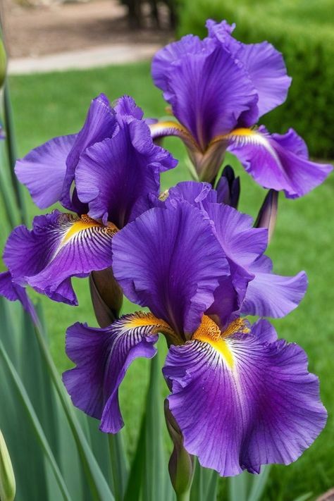 6 Tactics To Grow Iris Bulbs Iris Wedding Bouquet, Student Fest, Iris Flowers Garden, Iris Plant, Diningroom Ideas, Irises Flowers, Planting Techniques, Blue Iris Flowers, Iris Bulbs