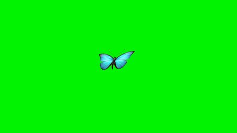 Blu Butterfly Flies Green Screen 3D Rendering Animation Ad Animation, Butterflies Flying, Green Screen, 3d Rendering, Stock Video, Stock Footage, Screen, Green