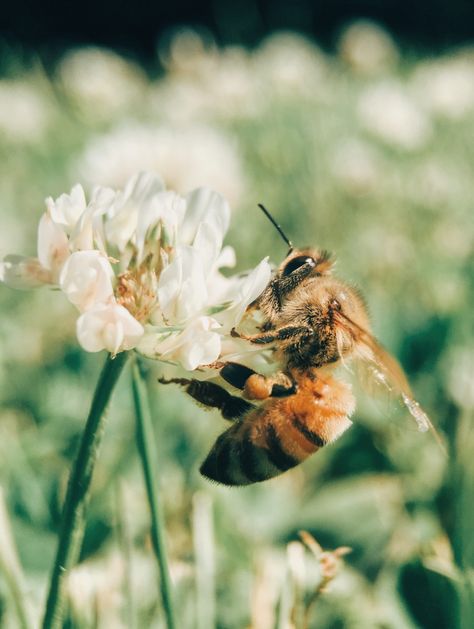 The Grass, A Flower, Bee, Van, Flowers, Green, White