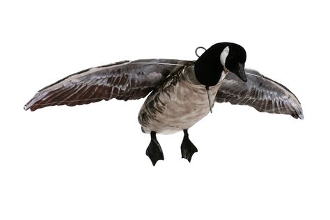 Canada Goose Flyer from Deadly Decoys, maker of the best Snow Goose Hunting Decoys and parts for Ducks, Blue Geese, Juvy Geese, Snow Geese, Canada Geese, White Fronted Geese, Specklebelly Geese and more. Snow Goose Hunting, Snow Geese, Goose Hunting, Canada Geese, Snow Goose, Duck Decoys, Kites, Canada Goose, Ducks