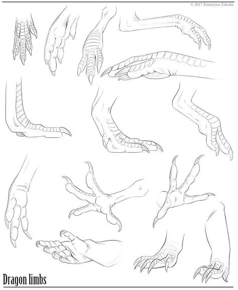 Dinosaur Feet Drawing, Dragon Hand Drawing, Anthro Paws, Dragon Hands, Dragon Poses, Dragon Anatomy, Dinosaur Sketch, Drawing Hands, Dragon Sketch