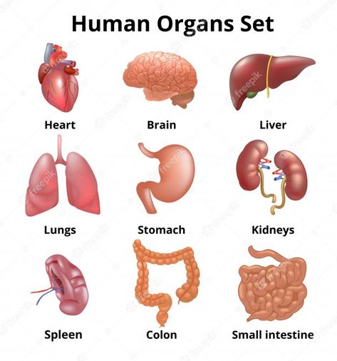 Human Organ Diagram, Body Anatomy Organs, Human Body Organ System, Human Body Diagram, Human Body Vocabulary, Anatomy Organs, Human Body Activities, Human Organs, Human Body Organs