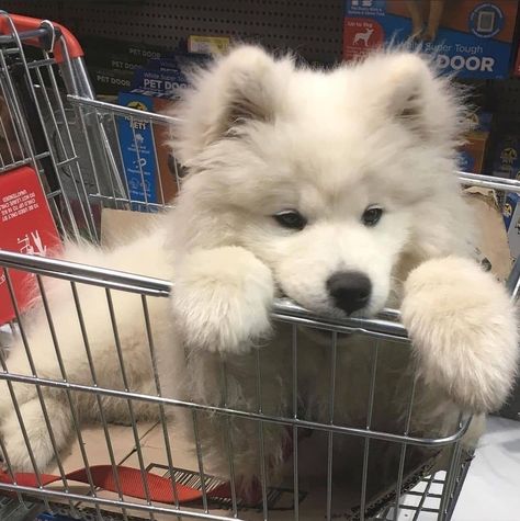 Samoyed Puppy, Very Cute Puppies, Samoyed Dogs, Cute Animals Puppies, Popular Dog Breeds, Very Cute Dogs, Fluffy Dogs, Silly Dogs, White Dog