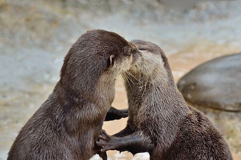 Kisses Two Otters, Animals Kissing, Significant Otter, Otters Cute, Otter Love, Baby Otters, Sea Otters, Animal Pics, Sea Otter