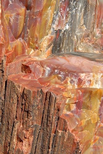 Petrified Wood, Petrified Forest National Park, Arizona | par janet little Feather Tutorial, Crochet Peacock, Petrified Forest National Park, Rocks And Fossils, Petrified Forest, Bracelets Fashion, Pretty Rocks, Cool Rocks, Beautiful Rocks