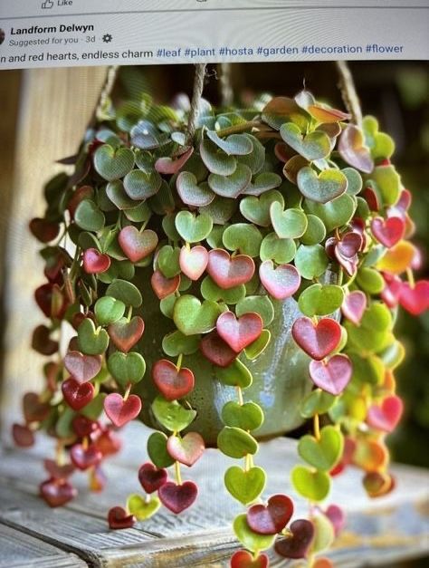 Pretty House Plants, Colorful House Plants, Plant Goals, Gothic Garden, Succulent Garden Diy, Inside Plants, Plant Aesthetic, House Plant Care, Cactus Y Suculentas