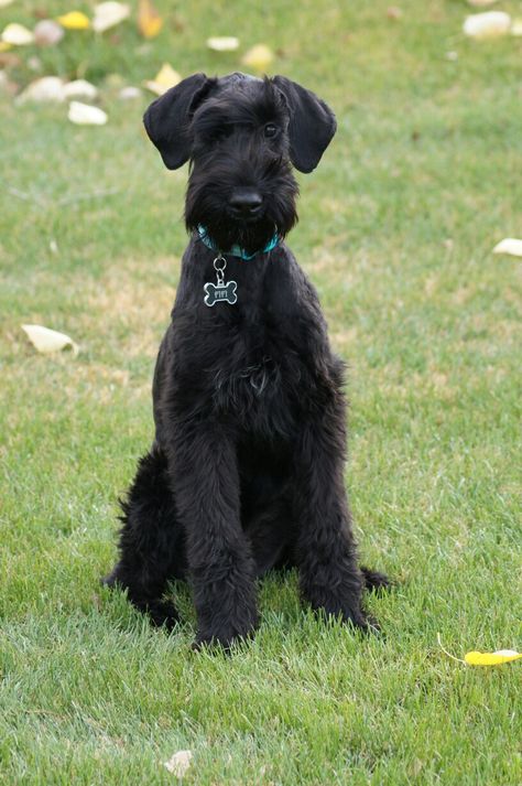 Fifi My Giant Schnauzer Big Schnauzer, Giant Schnauzer Grooming, Giant Schnauzer Puppy, Black Mini Schnauzer, Schnauzer Cut, Black Schnauzer, Tips For Dogs, Schnauzer Grooming, Mini Schnauzer Puppies