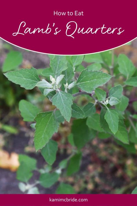 Lambs Quarter Plant, Lambs Quarters, Amaranth Plant, Medicinal Herbs Remedies, Herbs Remedies, Food Foraging, Wild Food Foraging, Wild Herbs, Herbs Garden