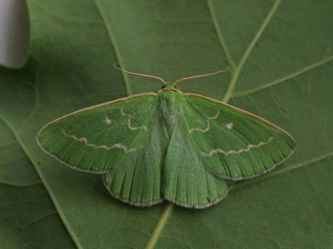 Essex Emerald Moth Reference, Butterfly Reference, Emerald Green Butterfly, Pretty Moths, Emerald Moth, Green Buterfluffy, Emerald Butterfly, British Moths, Creative Practice