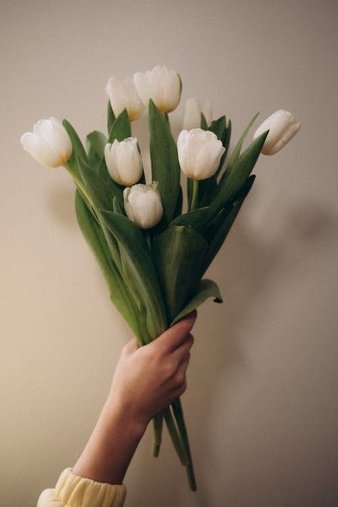 Woman Hand Holding Flowers Bouquet · Free Stock Photo White Tulip Bouquet, Still Life References, Hands Holding Flowers, Woman Hand, Flowers Tulips, Tulip Bouquet, Neutral Background, Holding Flowers, White Tulips