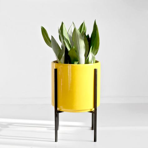 Gift a stylish potted plant this summer 🌿 Tap to shop & enjoy free shipping on all orders! @thepottedearthco Yellow Ceramic Cylinder & Metal Stand + Sansevieria Moonshine 🌱 Yellow Home Accessories, Large Garden Planters, Yellow Decor Living Room, Indoor Plant Shelves, Mid Century Modern Planter, Plant Pot Diy, Modern Planter, Gas Cylinder, Painted Pots Diy