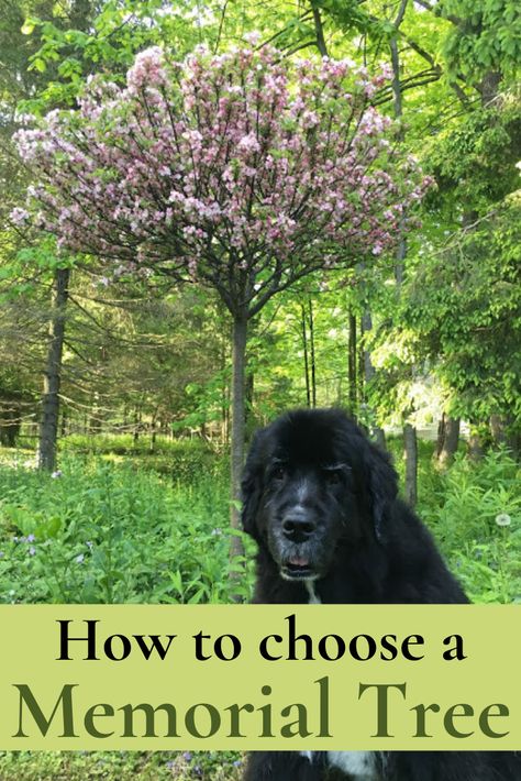 Memorial Tree Planting Ideas, Remembrance Tree Ideas, Diy Memorial Garden Ideas Backyards, Memorial Planter Ideas, Memorial Landscape Design, Garden Memorials For Loved Ones, Memorial Garden For Dog, Memorial Flower Garden Ideas, Plant A Tree In Memory Of A Loved One