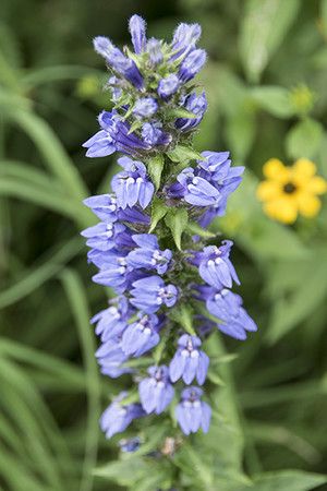 Great Blue Lobelia Seed (Lobelia siphilitica) Prairie Tattoo, Lobelia Siphilitica, Zone 7 Garden, Spiky Plants, Plants For Clay Soil, Blue Flowering Plants, Prairie Nursery, Clay Soil Plants, Picket Fence Garden