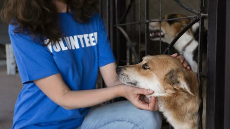 Thinking of Volunteering at an Animal Shelter? Here's What You Need To Know Volunteering With Animals, Animal Shelter Volunteer, Senior Year Of High School, Manifesting Vision Board, Dog Allergies, Dog Safety, Animal Sanctuary, Life Vision, All About Animals