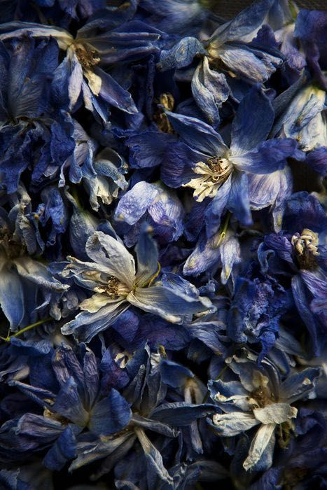 Billy Kidd, Dead Flowers, Ravenclaw Aesthetic, Flower Photography, Delphinium, Arte Floral, Natural Forms, Color Textures, Ravenclaw