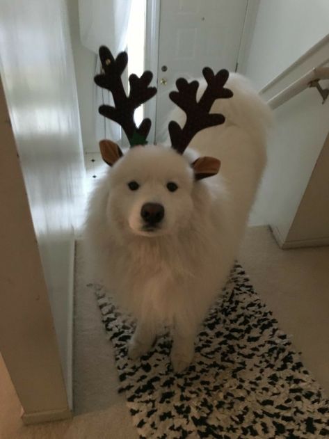 Christmas Dreaming, Samoyed Dogs, Christmas Feeling, Christmas Wonderland, Winter Vibes, Christmas Vibes, Christmas Mood, Winter Aesthetic, Fluffy Animals