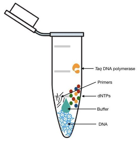 PCR RECIPE: dNTPS, PCR buffer, Primer, DNA and Taq pol Dna Polymerase, Laboratory Scientist, Medical Laboratory Scientist, Study Biology, Biology Labs, Teaching Biology, Medical Laboratory Science, Biology Lessons, Biology Notes