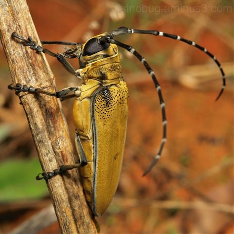 Mulberry Longhorn Beetle Longhorn Beetle, Insect Photos, Beetle Insect, Insect Collection, Animal Groups, Arthropods, Creepy Crawlies, Life Form, Arachnids