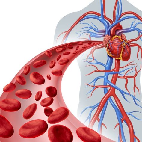 High Homocysteine Level: How It Affects Your Blood Vessels Heart Circulation, Reduce High Blood Pressure, Arteries And Veins, Reducing High Blood Pressure, Poor Circulation, Coconut Oil Uses, Nitric Oxide, Circulatory System, High Cholesterol