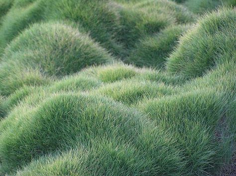 https://flic.kr/p/7oWDg | mom's favorite grass (in the garden of course!) Lawn Design, Grasses Garden, Have Inspiration, Ornamental Grasses, 인물 사진, Plant Design, Green Grass, Green Aesthetic, Japanese Garden