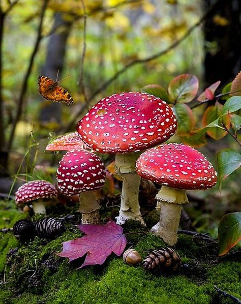 Hunting Club, Mushroom Pictures, Mushroom Crafts, Mushroom Hunting, Deco Nature, Life Is A Gift, Advocate Art, Mushroom Fungi, Photography Basics