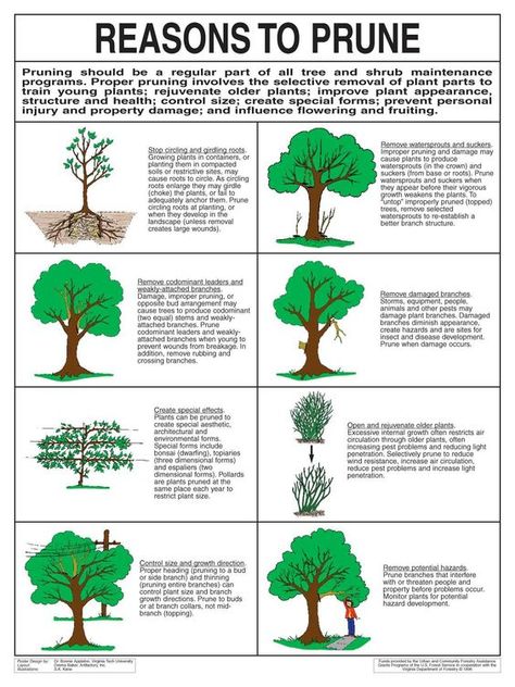 Follow The Yellow Brick Home - Three Important Reasons To Trim Trees – Follow The Yellow Brick Home Types Of Trees, Pruning Fruit Trees, Tree Pruning, Tree Removal, Tree Service, Tree Trimming, Tree Care, Fruit Garden, Garden Trees