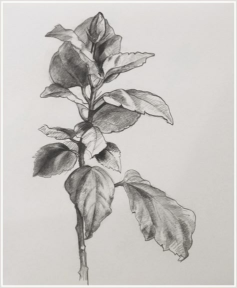 Foliage Sketch Pencil, Nature Plants Drawing, Drawing Leaves Pencil, Realistic Leaves Drawing, Foliage Drawing Leaves, Big Leaf Drawing, Leaves Drawing Pencil, Leaves Sketch Pencil, Nature Study Drawing Sketch