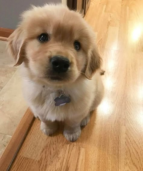 Fluffy Golden Retriever, Teacup Pomeranian Puppy, Golden Retriever Mix, Golden Retriever Puppy, Retriever Puppy, Dogs Golden Retriever, Retriever Dog, Golden Retrievers