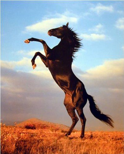 Black Stallion Horse, Stallion Horse, Horse Rearing, Black Stallion, Black Horse, Posters Prints, Art Print, Wall Decor, Wall